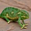 Chameleons often use their tails to wrap around tree branches and have the ability to change colors to avoid being attacked by other animals