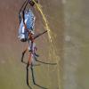 A colorful spider resting on its web