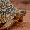 A closeup of a tortoise poking its head out of its shell