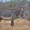 Did you know that no two zebras have the same stripes?