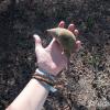 This is a baobab seed pod, which is a yummy food!