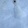 I made a little friend in the Swiss Alps, what should I name him?
