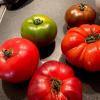 The best organic tomatoes from the farmers market I have ever had!