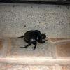 A giant nocturnal beetle that was looking for something to eat outside of my room at the lodge