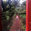 This bridge is one of the most iconic in Monte Verde