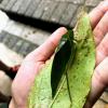 This leafhopper is actually missing a leg, probably from trying to escape a predator 