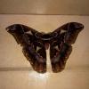 This is a giant moth that I found in my bedroom, and it's about the width of a new iPhone!
