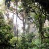 This photo reminds me of a scene in Disney's Tarzan movie