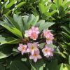 Tropical flowers like this are very common at temples