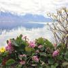 Mountain flowers