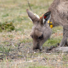 Itchy's mother, who will soon be pregnant with another joey