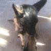 This puppy was learning how to be a guard dog on the ranch!