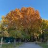 Nowadays, Fall doesn't arrive until almost Christmas in Córdoba, which is very late considering the trees used to start changing in October or early November