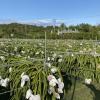 A dragon fruit farm that I pass every day on my way to school