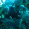 This diver and his bag of food were very popular with the fish in the aquarium