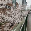 The same trees just a week later--look how much they have bloomed!