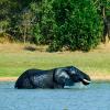 How is the elephant's trunk useful?  Why do you think he is in the water?