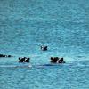 Why do you think the hippos are in the water?  What adaptation makes it easy for them to remain mostly submerged?