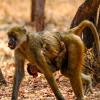 How is the mother carrying the baby?  What adaptations of both the mother and baby make this possible?