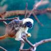 How is this monkey eating?  What other animals eat like this, and what adaptation is necessary?