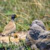 This bird has a long beak to allow it to eat termites from the mound beside it