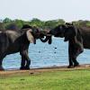 What are these elephants doing?  What adaptations contribute to this ability?