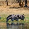How many zebras do you see at first?  Does this change when you look more carefully?
