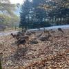 You can also see wildlife on your Wanderung; can you count how many deer there are (they are well camouflaged)?