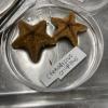 The mud star, a very common and abundant sea star in Arctic waters 