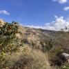 Oranges in "Wadi al-Karak"