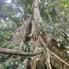 Historically, people in Ghana drummed the thick, flat roots of the ofram tree to send messages to one another!