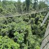 In Kakum National Park, you can also cross a canopy walk raised almost 700 feet off the ground!
