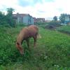 The horses sort of act like lawnmowers