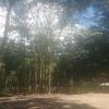 You can see how there are different levels to the forest