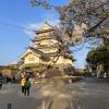 Sakura with the castle in the back 