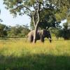 An elephant grazing