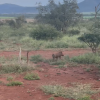 This warthog reminds me of Pumba from the Lion King!