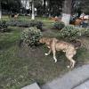 This big dog walked with us through a local market and park
