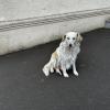 This sweet fluffy girl lives on my block, and I make sure to pet her when on my way to school