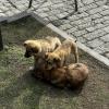 These fluffy little puppies are some of the city's newest pets