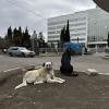 Two big dogs relaxing in front of the metro station