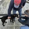 This dog lives on church grounds and loves attention