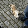 Not all the dogs are big, some are smaller like this one.