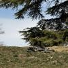 Nap-time by Turtle Lake in the hills of Tbilisi