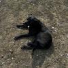 A few minutes later, this dog was enjoying a nap by the lake