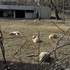 A pack of sleepy dogs in the hills in front of an old building