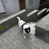 This friendly pooch walked with me to a cafe after class