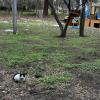 One of the three cats in the park on my way to school