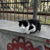 The second cat in the park on my way to school; the third is the one who likes hanging out in trees!