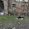 Nap-time on the lawn in front of an old building--this pup prefers laying on the cool grass or even in snow rather than in his doghouse!